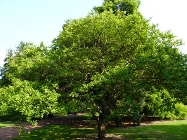 Hemiptelea davidii
